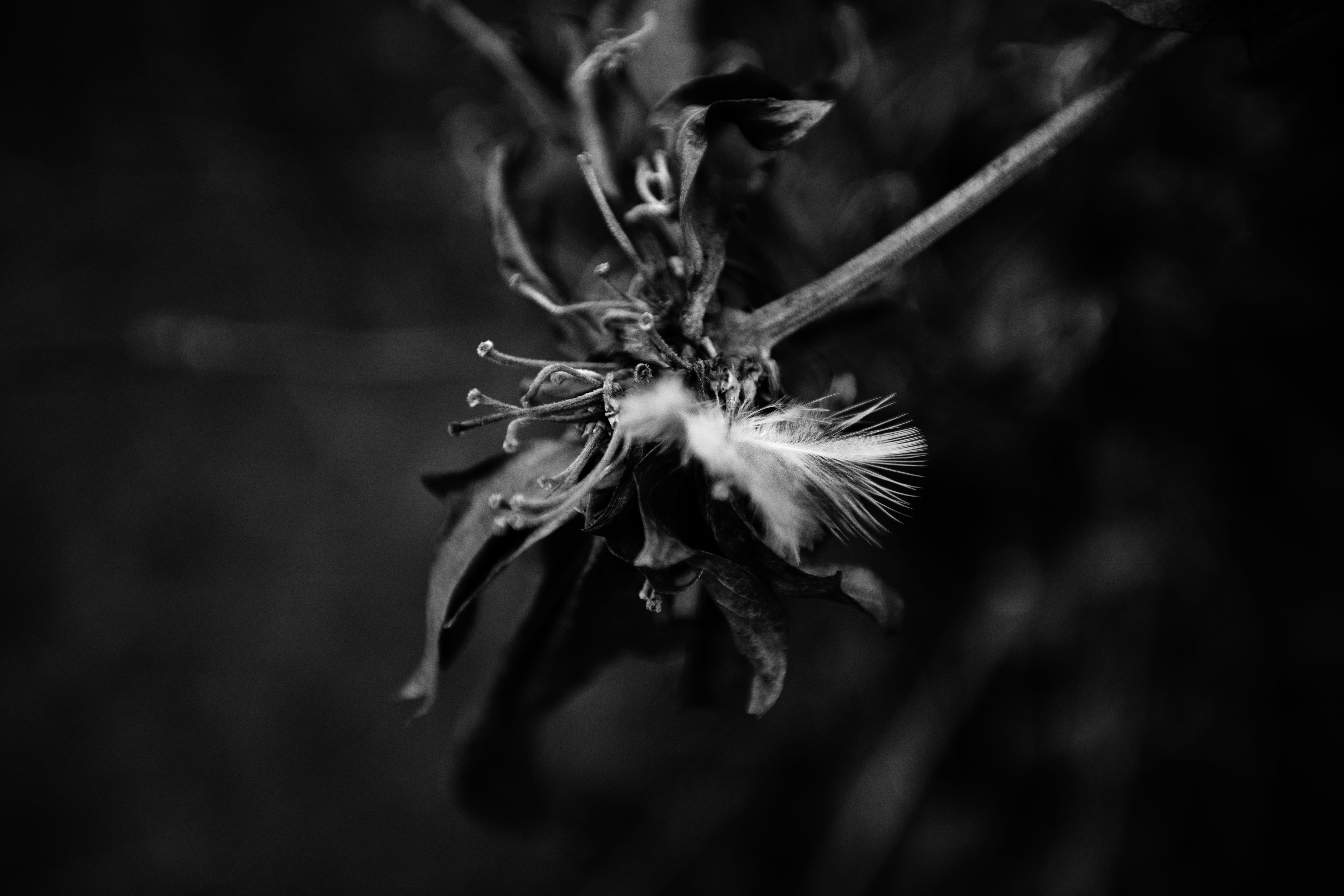 Prose Metallique
